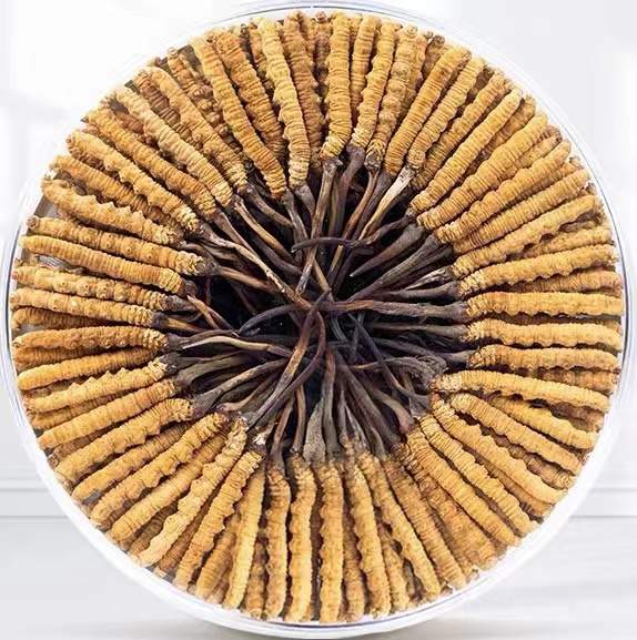 青河冬虫夏草回收